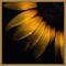 Sunflower Detail by Brian Carson 16-in. W x 16-in. H. Canvas Wall Art Print Framed in Gold